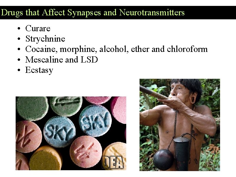 Drugs that Affect Synapses and Neurotransmitters • • • Curare Strychnine Cocaine, morphine, alcohol, Drugs that Affect Synapses and Neurotransmitters • • • Curare Strychnine Cocaine, morphine, alcohol,