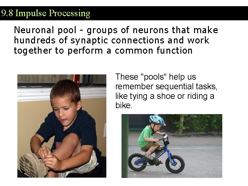 9. 8 Impulse Processing Neuronal pool - groups of neurons that make hundreds of 9. 8 Impulse Processing Neuronal pool - groups of neurons that make hundreds of