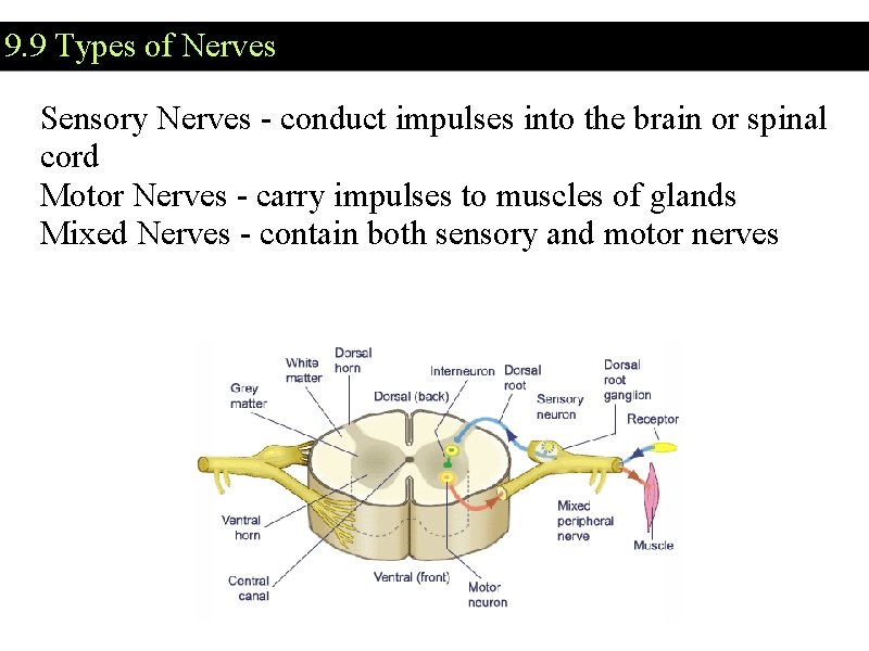9. 9 Types of Nerves Sensory Nerves - conduct impulses into the brain or 9. 9 Types of Nerves Sensory Nerves - conduct impulses into the brain or