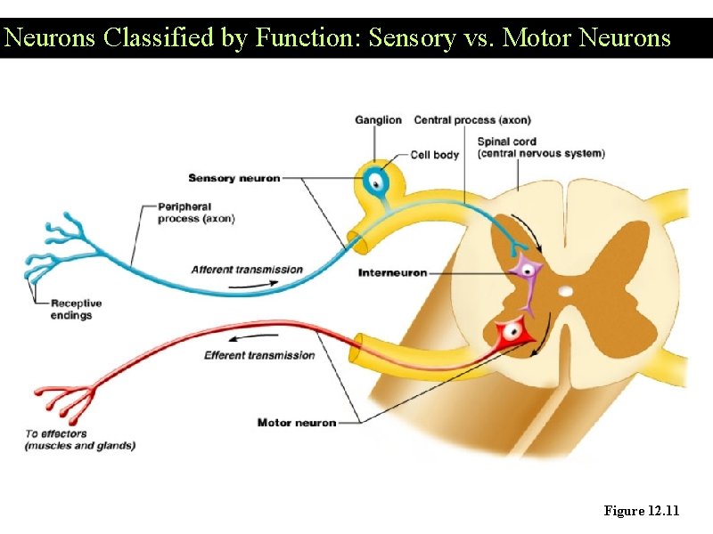 Neurons Classified by Function: Sensory vs. Motor Neurons Figure 12. 11 Neurons Classified by Function: Sensory vs. Motor Neurons Figure 12. 11