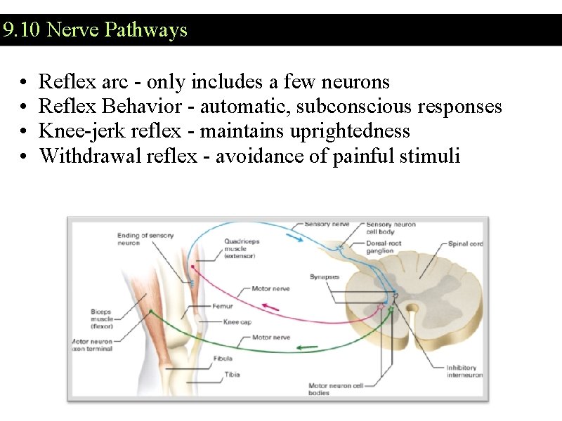 9. 10 Nerve Pathways • • Reflex arc - only includes a few neurons 9. 10 Nerve Pathways • • Reflex arc - only includes a few neurons