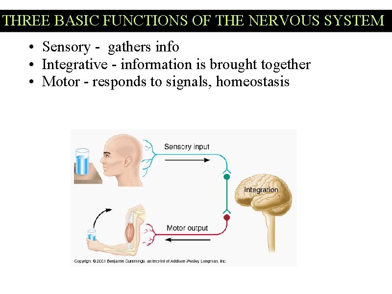 THREE BASIC FUNCTIONS OF THE NERVOUS SYSTEM • Sensory - gathers info • Integrative THREE BASIC FUNCTIONS OF THE NERVOUS SYSTEM • Sensory - gathers info • Integrative