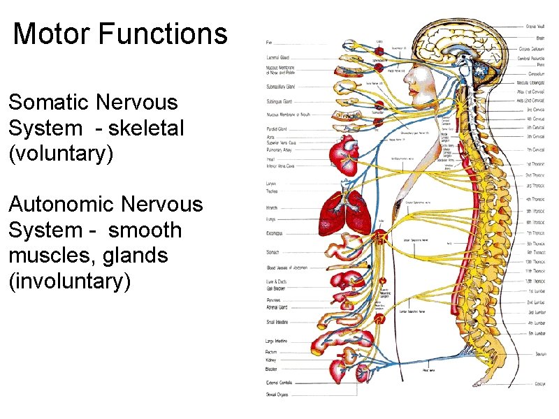 Motor Functions Somatic Nervous System - skeletal (voluntary) Autonomic Nervous System - smooth muscles, Motor Functions Somatic Nervous System - skeletal (voluntary) Autonomic Nervous System - smooth muscles,