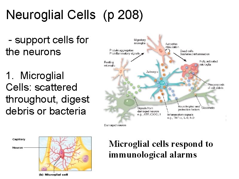 Neuroglial Cells (p 208) - support cells for the neurons 1. Microglial Cells: scattered Neuroglial Cells (p 208) - support cells for the neurons 1. Microglial Cells: scattered