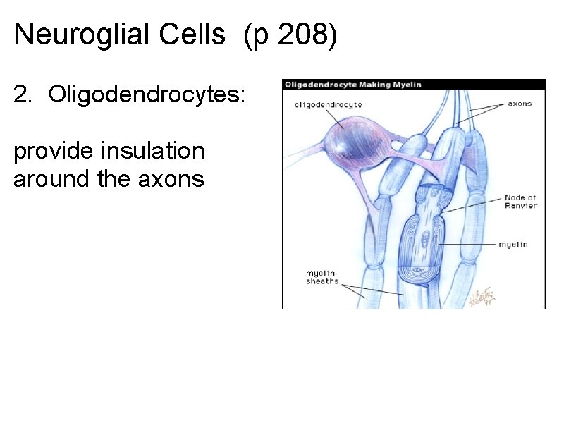 Neuroglial Cells (p 208) 2. Oligodendrocytes: provide insulation around the axons Neuroglial Cells (p 208) 2. Oligodendrocytes: provide insulation around the axons