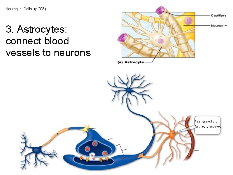 Neuroglial Cells (p 208) 3. Astrocytes: connect blood vessels to neurons I connect to Neuroglial Cells (p 208) 3. Astrocytes: connect blood vessels to neurons I connect to