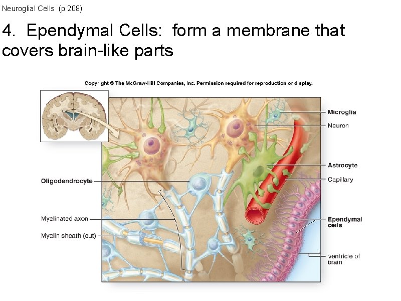 Neuroglial Cells (p 208) 4. Ependymal Cells: form a membrane that covers brain-like parts Neuroglial Cells (p 208) 4. Ependymal Cells: form a membrane that covers brain-like parts