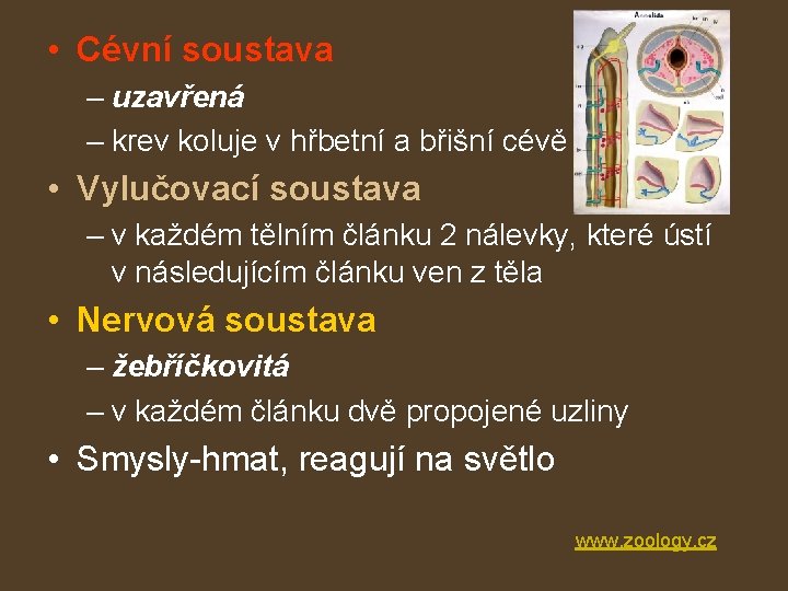  • Cévní soustava – uzavřená – krev koluje v hřbetní a břišní cévě