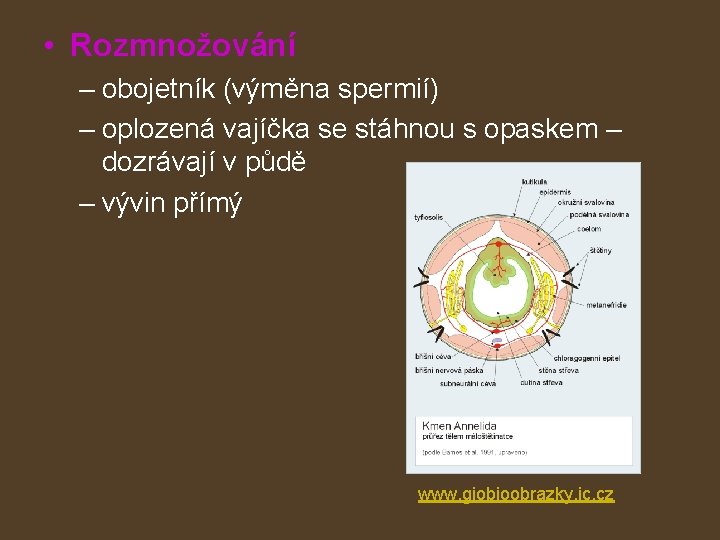  • Rozmnožování – obojetník (výměna spermií) – oplozená vajíčka se stáhnou s opaskem