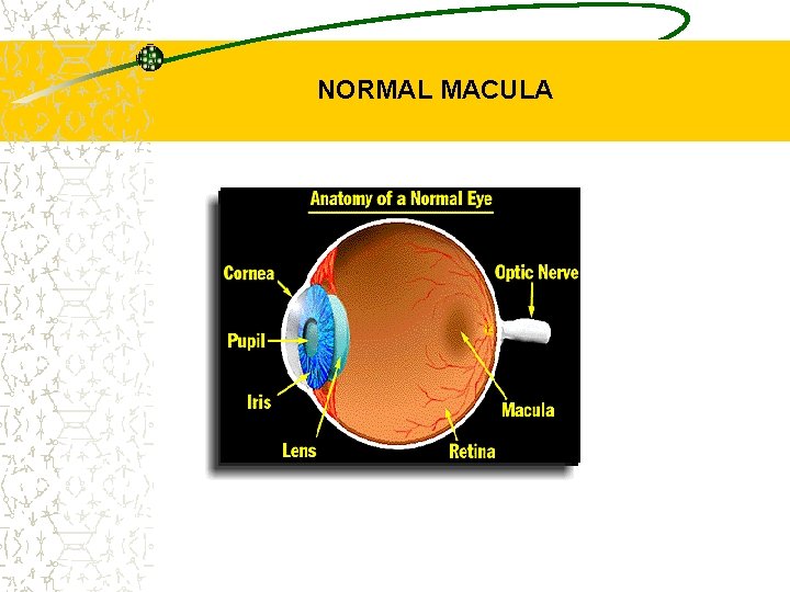 NORMAL MACULA 