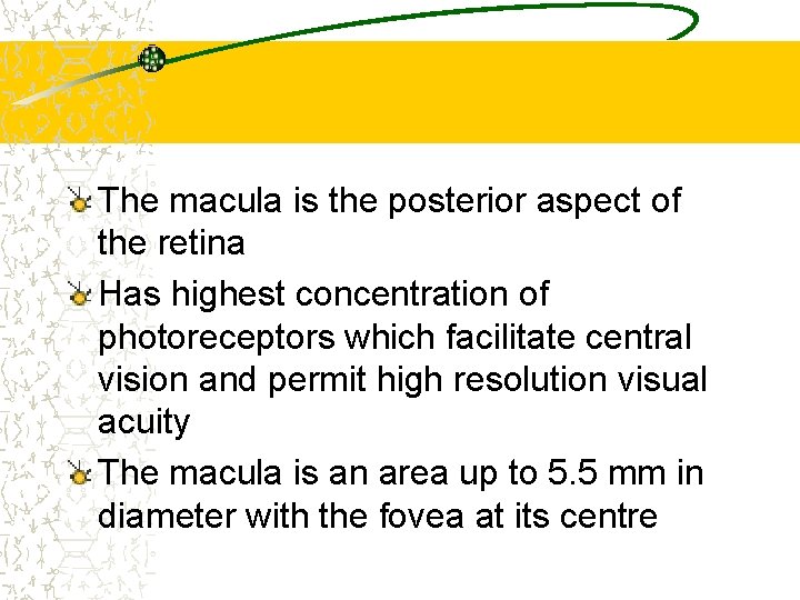 The macula is the posterior aspect of the retina Has highest concentration of photoreceptors