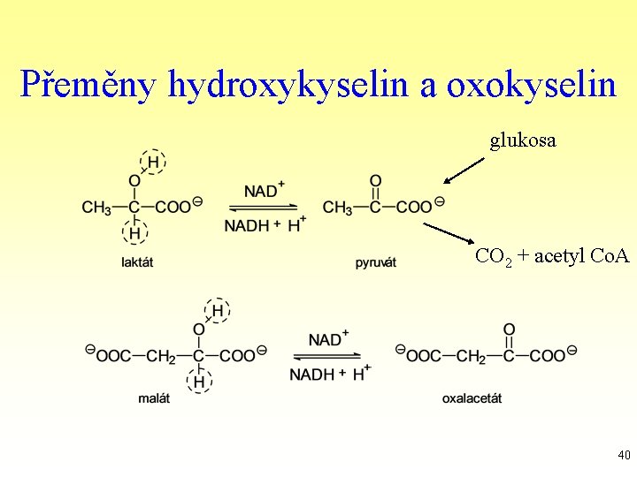 Přeměny hydroxykyselin a oxokyselin glukosa CO 2 + acetyl Co. A 40 