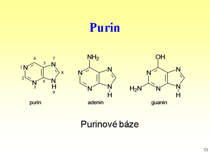 Purinové báze 53 