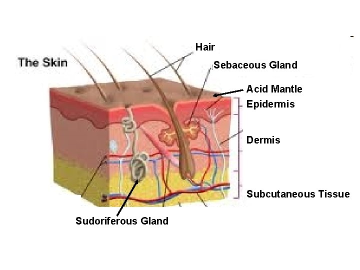 Hair Sebaceous Gland Acid Mantle Epidermis Dermis Subcutaneous Tissue Sudoriferous Gland 