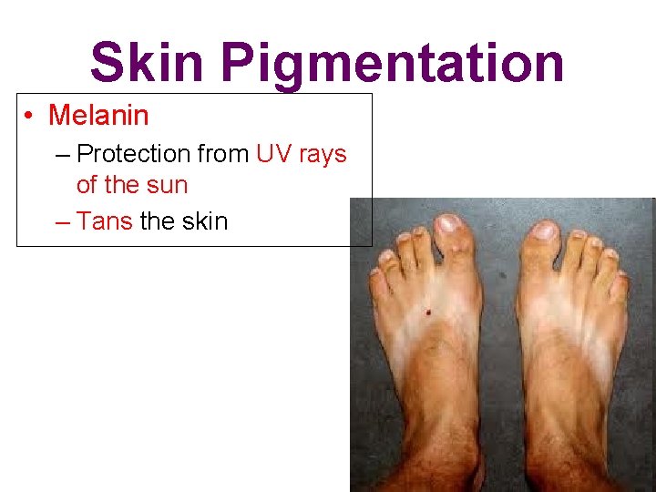 Skin Pigmentation • Melanin – Protection from UV rays of the sun – Tans