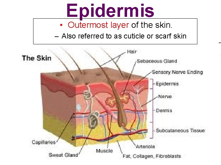 Epidermis • Outermost layer of the skin. – Also referred to as cuticle or