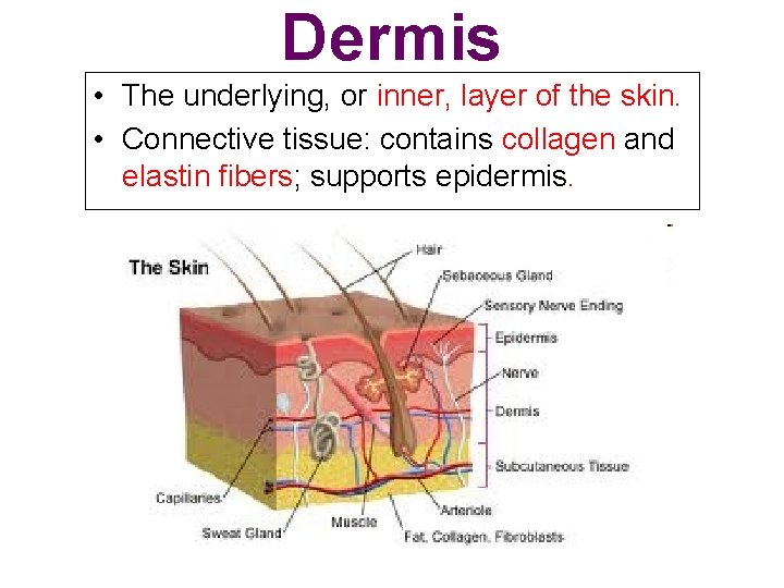 Dermis • The underlying, or inner, layer of the skin. • Connective tissue: contains