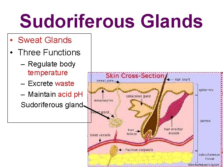 Sudoriferous Glands • Sweat Glands • Three Functions – Regulate body temperature – Excrete