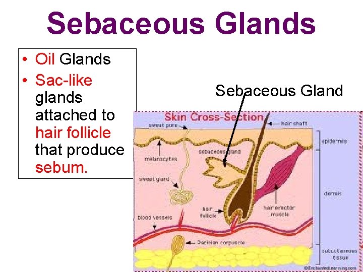 Sebaceous Glands • Oil Glands • Sac-like glands attached to hair follicle that produce