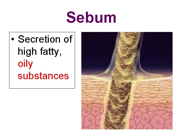 Sebum • Secretion of high fatty, oily substances 