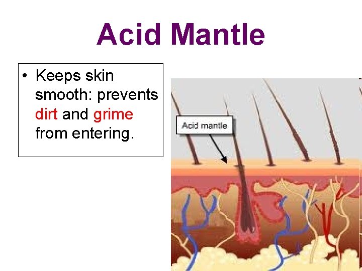 Acid Mantle • Keeps skin smooth: prevents dirt and grime from entering. 