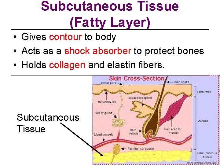 Subcutaneous Tissue (Fatty Layer) • Gives contour to body • Acts as a shock