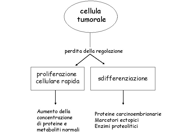 cellula tumorale perdita della regolazione proliferazione cellulare rapida Aumento della concentrazione di proteine e