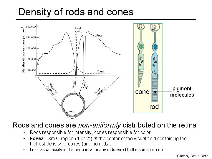 Density of rods and cones pigment molecules Rods and cones are non-uniformly distributed on