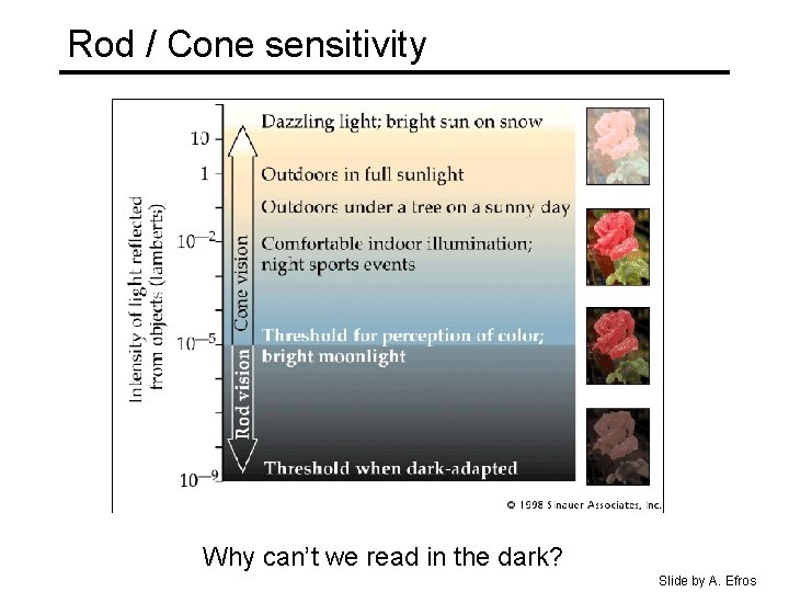Rod / Cone sensitivity Why can’t we read in the dark? Slide by A.