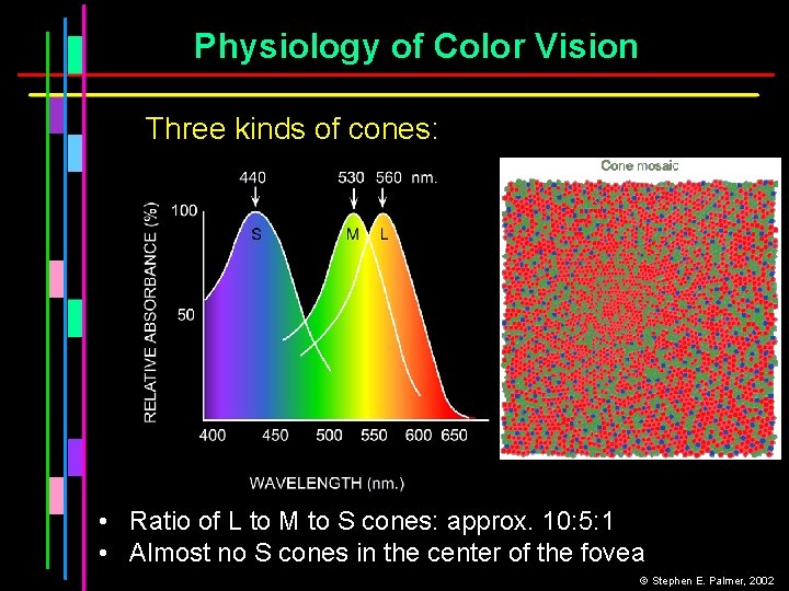 Physiology of Color Vision Three kinds of cones: • Ratio of L to M
