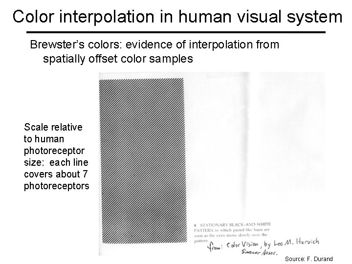 Color interpolation in human visual system Brewster’s colors: evidence of interpolation from spatially offset
