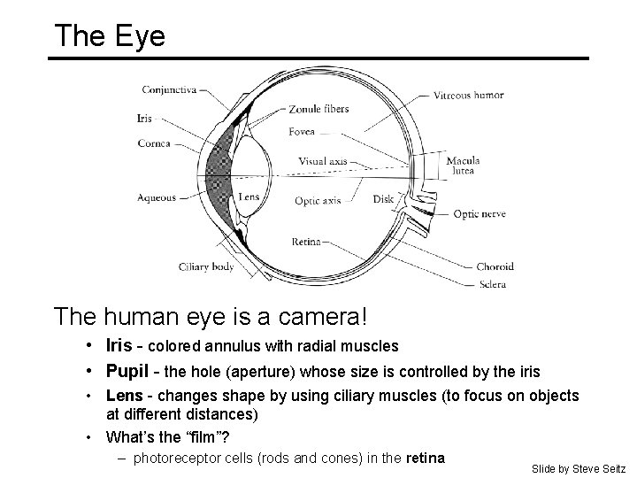 The Eye The human eye is a camera! • Iris - colored annulus with