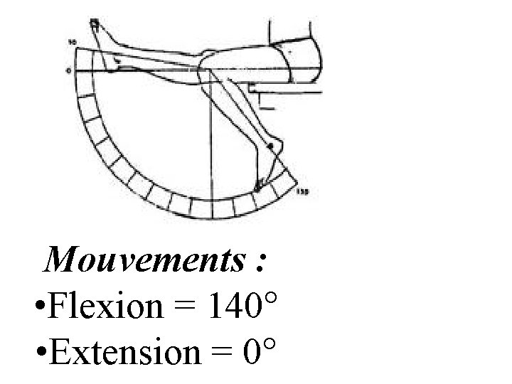 Mouvements : • Flexion = 140° • Extension = 0° 