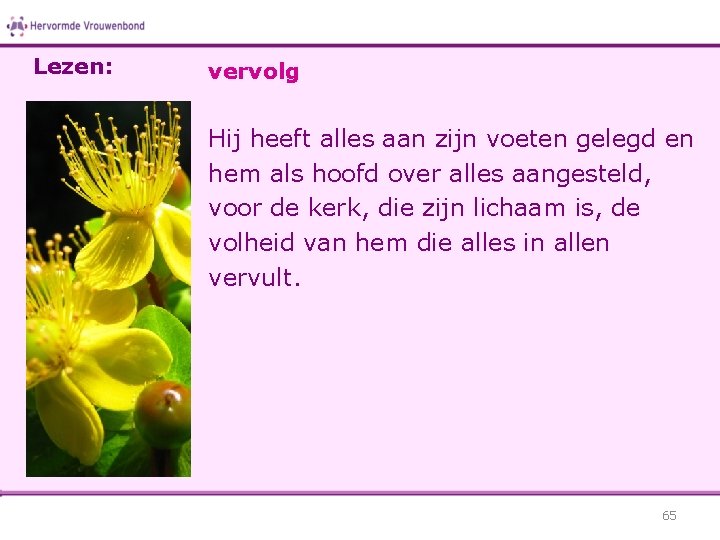 Lezen: vervolg Hij heeft alles aan zijn voeten gelegd en hem als hoofd over