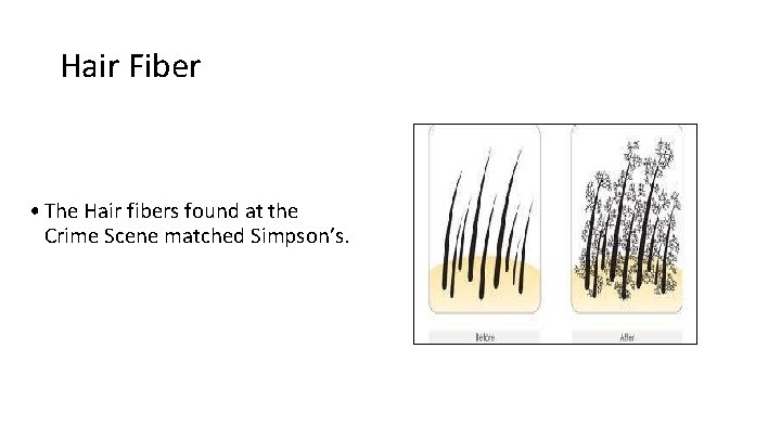 Hair Fiber • The Hair fibers found at the Crime Scene matched Simpson’s. Hair Fiber • The Hair fibers found at the Crime Scene matched Simpson’s.