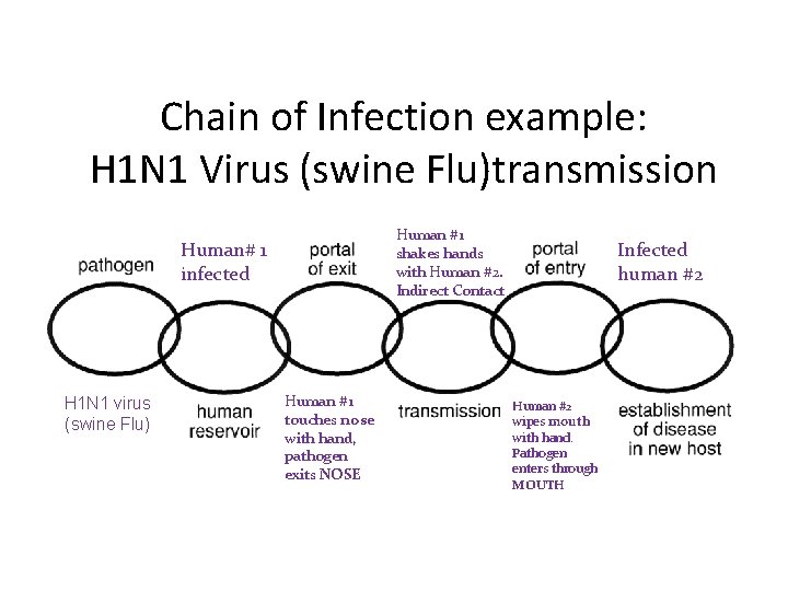 Chain of Infection example: H 1 N 1 Virus (swine Flu)transmission Human #1 shakes