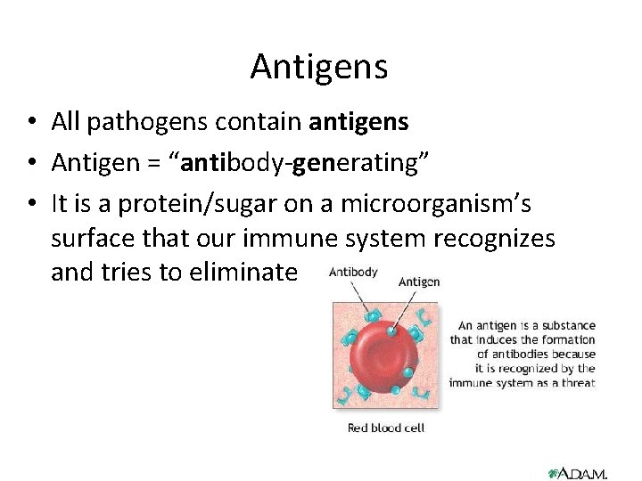 Antigens • All pathogens contain antigens • Antigen = “antibody-generating” • It is a