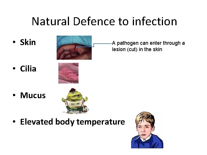 Natural Defence to infection • Skin A pathogen can enter through a lesion (cut)