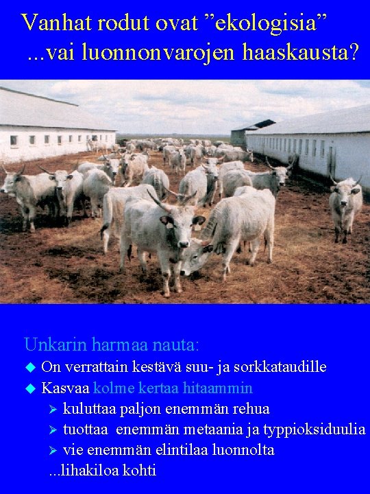 Vanhat rodut ovat ”ekologisia”. . . vai luonnonvarojen haaskausta? Unkarin harmaa nauta: On verrattain Vanhat rodut ovat ”ekologisia”. . . vai luonnonvarojen haaskausta? Unkarin harmaa nauta: On verrattain