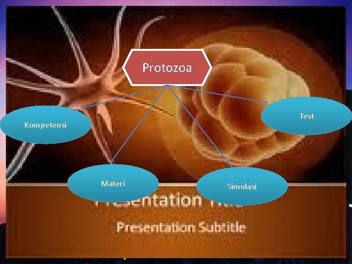 Protozoa Test Kompetensi Materi Simulasi 