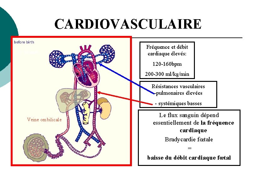 CARDIOVASCULAIRE 2 Shunts Fréquence et débit cardiaque élevés: 120 -160 bpm 200 -300 ml/kg/min CARDIOVASCULAIRE 2 Shunts Fréquence et débit cardiaque élevés: 120 -160 bpm 200 -300 ml/kg/min