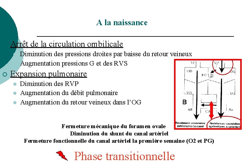 A la naissance ¡ Arrêt de la circulation ombilicale l l ¡ Diminution des A la naissance ¡ Arrêt de la circulation ombilicale l l ¡ Diminution des