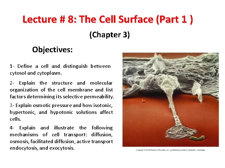 Lecture # 8: The Cell Surface (Part 1 ) (Chapter 3) Objectives: 1 - Lecture # 8: The Cell Surface (Part 1 ) (Chapter 3) Objectives: 1 -