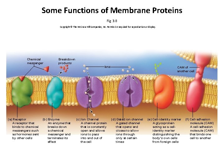 Some Functions of Membrane Proteins Fig. 3. 8 Copyright © The Mc. Graw-Hill Companies, Some Functions of Membrane Proteins Fig. 3. 8 Copyright © The Mc. Graw-Hill Companies,