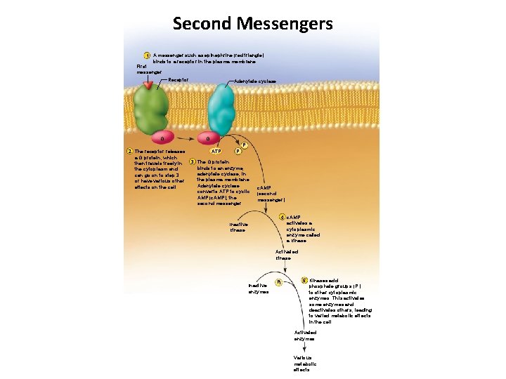 Second Messengers 1 A messenger such as epinephrine (red triangle) binds to a receptor Second Messengers 1 A messenger such as epinephrine (red triangle) binds to a receptor