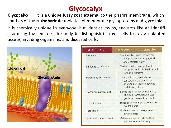 Glycocalyx: It is a unique fuzzy coat external to the plasma membrane, which consists Glycocalyx: It is a unique fuzzy coat external to the plasma membrane, which consists