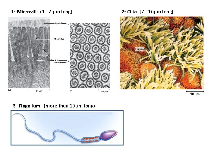 1 - Microvilli (1 - 2 m long) 3 - Flagellum (more than 10 1 - Microvilli (1 - 2 m long) 3 - Flagellum (more than 10