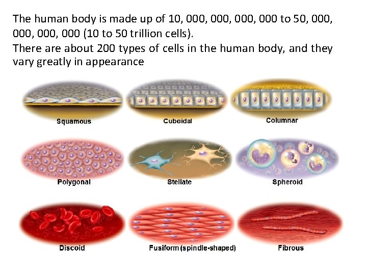 The human body is made up of 10, 000, 000 to 50, 000, 000 The human body is made up of 10, 000, 000 to 50, 000, 000
