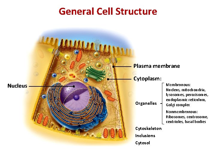 General Cell Structure Plasma membrane Nucleus Cytoplasm: Organelles Membranous: Nucleus, mitochondria, lysosomes, peroxisomes, endoplasmic General Cell Structure Plasma membrane Nucleus Cytoplasm: Organelles Membranous: Nucleus, mitochondria, lysosomes, peroxisomes, endoplasmic