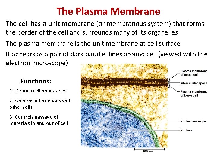 The Plasma Membrane The cell has a unit membrane (or membranous system) that forms The Plasma Membrane The cell has a unit membrane (or membranous system) that forms